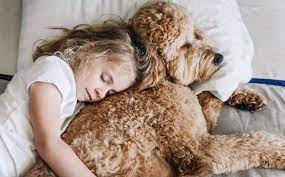 Print from my original painting dimensions: Seven Benefits Of Having A Golden Doodle Around Your Kids