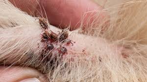 Zecken Ubertragen Hundemalaria Bei Folgenden Anzeichen Sofort Zum Arzt The Weather Channel Artikel Von The Weather Channel Weather Com