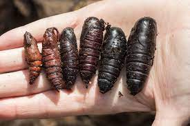 Just prior to pupation, the swallowtail caterpillar spins a silken strand that girdles its body, keeping the chrysalis upright. Chrysalis Roads End Naturalist