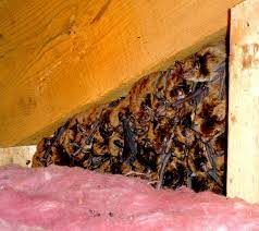 As the winter months approach, common bats will either migrate to warmer climates or more commonly, hibernate from november to april. Bats In The Home Mass Gov