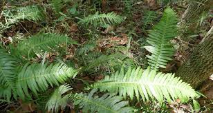 Image result for Amblovenatum opulentum