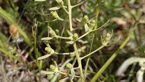 Image result for Thesium cymosum