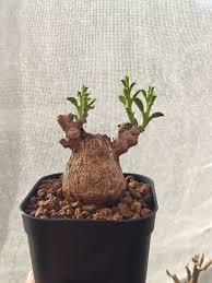 Image result for Euphorbia platyrrhiza