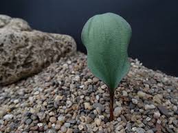 Image result for Eriospermum roseum