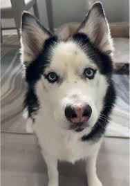 We’ll take 16 😁 #dogsgoingviral #dogtok