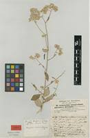 Image result for Helichrysum schimperi