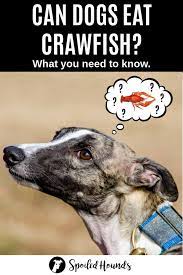 Can Dogs Eat Crawfish What To Know About Dogs And Crawfish