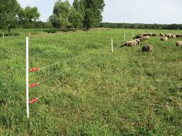 An electric fence is a neat, highly efficient way to keep livestock where they belong. Electric Fencing All You Need To Know Cambers Country Stores Ltd