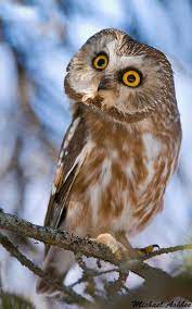 northern saw whet owl mikeashbee saw whet owl owl pictures owl