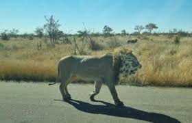 Enjoy feeding fish and squid to our california sea lions while learning all about porter and munchkin! Hybrid Animal Lion With Leopard S Face Allegedly Photographed In Safari Nature World News