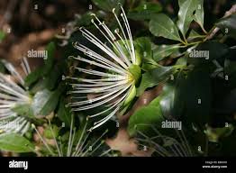 Image result for Maerua cafra