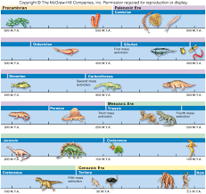 trends in animal evolution