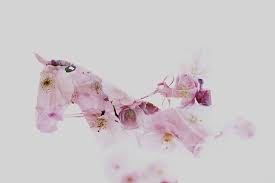 Photoshop animal double exposure floral pattern. How To Take Unique Double Exposures Without Using Photoshop