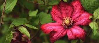 Some types flower on last year's vines a happy clematis plant puts out an amazing amount of flowers and foliage. How To Prune Clematis Burgon Ball Journal Burgon And Ball