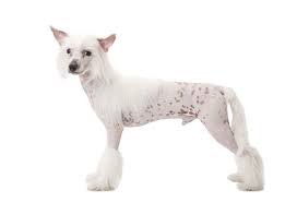 The chinese crested dog is a hairless breed of dog.like most hairless dog breeds, the chinese crested dog comes in two varieties, with and without hair, which can be born in the same litter: Chinese Crested Dogs Breed Information Omlet