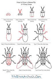 How To Draw A Horse Fly