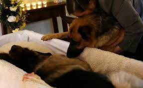 Saying Goodbye Just Awful Why Did I Pin Dog Hero Military Dogs Military Working Dogs
