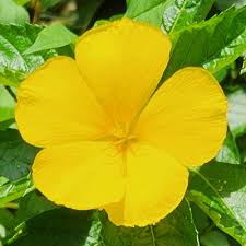 Image result for Turneraceae