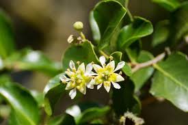 Image result for Quillaja saponaria
