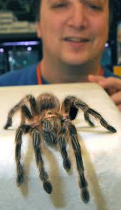 Tarantula defense mechanism can cause serious reaction