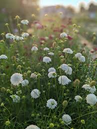 Image result for Scabiosa