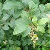 Image result for Searsia tomentosa