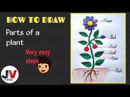 The central vacuoles are found in the cytoplasmic layer of cells of a variety of different organisms, but larger in the plant cells. Parts Of A Plant Diagram Draw Well Labelled Diagram Of Parts Of Plant Parts Of A Plant Diagram Youtube