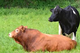 Vaches Noires Et Marrons Vache Noire Vache Faune