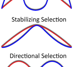 To download free natural selection and evolution lab with teddy grahams you need to section 1 the theory of by natural section 1 the theory of by this pdf book incorporate evolution mutation and selection gizmo answers guide. Charles Darwin Student Webquest