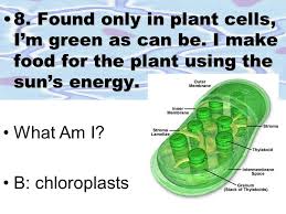 We did not find results for: 3 Rd 6 Week Vocabulary Bulb Cell Cell Membrane Cell Wall Chloroplasts Cytoplasm John Leewenhook Mitochondria Nucleus Organ Organ System Organism Protist Ppt Download