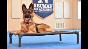 Look at the german shepherd puppies for sale in ny at gale i. Ava German Shepherd Dog Boot Camp Dog Training Video Demonstration Youtube