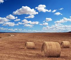 Free for commercial use no attribution required high quality images. Wallpaper Id 291904 Field Agriculture Harvest Village Corn Hay Rye 4k Wallpaper