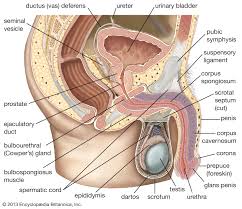 The male anatomy (male reproductive organs). Scrotum Anatomy Britannica