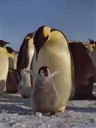 Happy Feet Cute Babies Baby Animal Games Cute Baby Animals