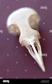 Bird Skull Stock Photo Alamy