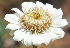 Image result for Callilepis laureola