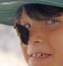 San Clemente's state park salutes butterflies