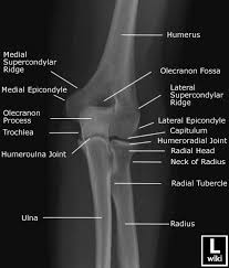 Pin Em Anatomia