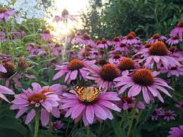 15 plus best annual flowers for full 2. 10 Best Full Sun Perennials Plants That Add Color To Your Garden