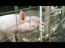 Automatic Pig Waterer Maintenance Free Pig Watering System Youtube