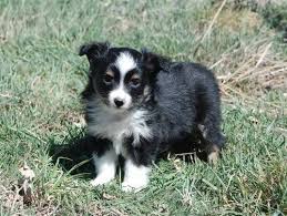 We did not find results for: Toy Australian Shepherd Puppy For Sale Adoption Rescue For Sale In Denver Colorado Classified Americanlisted Com