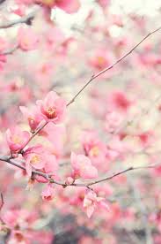 Weitere ideen zu schöne hintern, pink ästhetik, pinke sachen. 100 Best Flowers Pink Ideas Flowers Pretty Flowers Beautiful Flowers