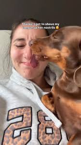 But why is it their favourite thing to do everyday?, 🎥: linkthesausage_,  #thedachshundhaven #rescuedog #dachshund #AdoptDontShop