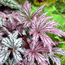 Image result for Begonia oxyloba