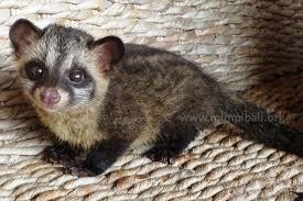 Asian Palm Civet Asian Palm Civet Cute Little Animals Cute Baby Animals
