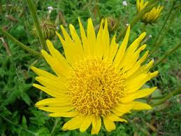 Image result for Berkheya speciosa