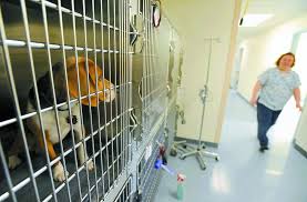 Get the best pet supplies online and in store! More Vets For Pets Working Dogs Article The United States Army