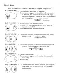 Mitosis Coloring Worksheet Answer Key Biology Worksheet Cell Cycle Mitosis