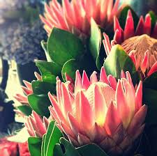 Protea And Hydrangea By Chantal Vincent Australian Flowers Protea Flower Beautiful Flowers
