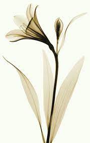 X Ray Of Lily 2 Xray Flower Flower Art Flower Painting